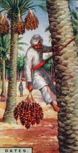 Termíny. - Sběr ovoce, IN. Afrika, 1928 od Unbekannt
