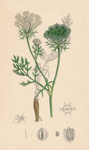 Daucus Carota. Divoká mrkev, 19. století od Unbekannt