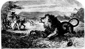 David Livingstone, zachráněný před lvem Mebalwem, rodilým učitelem, 1857 od Unbekannt