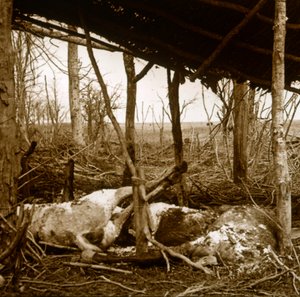 Mrtví koně, Verdun, severní Francie, c1914-c1918 od Unbekannt