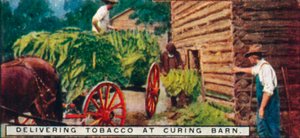 Doručování tabáku v Curing Barn, 1926 od Unbekannt