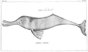 Delphinus Gangeticus Delfín řeky Gangy, 1799 od Unbekannt