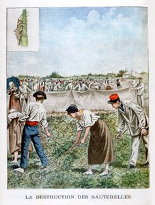 Zničení kobylky, 1901 od Unbekannt