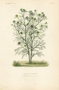Ďábel v keři nebo láska v mlze, Nigella arvensis, Nigelle des champs od Unbekannt