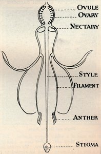 Schéma květu fuchsie, ukazující mechanismus používaný k produkci semen, c1934 od Unbekannt