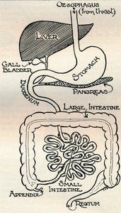 Diagram zobrazující trávicí kanál, který prochází přímo tělem, c1934 od Unbekannt