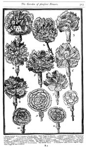 Dianthus Karafiáty a Růže, 1629 od Unbekannt