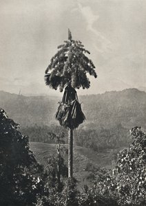 Talipot Palm Corypha umbraculifera v květu, 1926 od Unbekannt