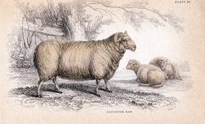 Dishley New Leicester Ram, c1840 od Unbekannt