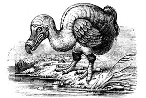 Dodo, 1884 od Unbekannt