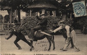 Donkey Tetu and Recalcitrant - Pohlednice z roku 1904 od Unbekannt