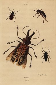 Dorysthenes paradoxus 1, Macrodontia cervicornis zranitelná 2, Elateropsis lineatus 3 a Prionus versicolor 4 od Unbekannt
