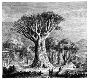 Dracona of Icod, Tenerife, Španělsko, c 1900 od Unbekannt