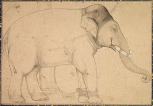 Kresba slona, c. 1700. od Unbekannt