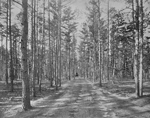 Jízda v Piney Woods Park, Lakewood, New Jersey, c1897. od Unbekannt