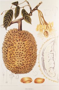 Durio zibethinus/Durian/durion od Unbekannt
