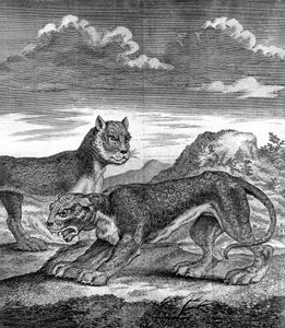 Východoindický leopard, 1750 od Unbekannt