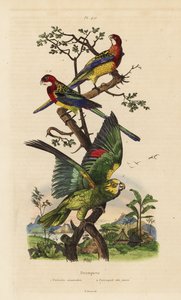 Rosella východní, zkoušky Platycercus a amazoňanka žlutokorunovaná, Amazona ochrocephala od Unbekannt