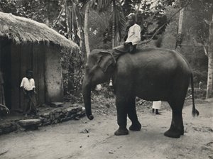 Slon na cestě poblíž Kandy, 1926 od Unbekannt