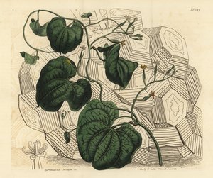 Sloní noha, Dioscorea elephantipes (samičí bryony, Tamus elephantipes faemina) od Unbekannt