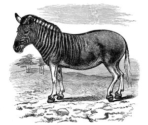 Rytina Quagga, 1893 od Unbekannt