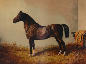 Celý Pony Hack Don Carlos, c1897. od Unbekannt