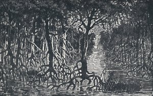 Rovníkový africký les, 1924 od Unbekannt