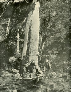 Eurobin Falls, Buffalo Mountains, 1901. od Unbekannt