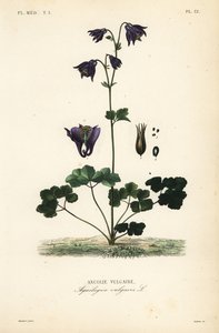 Evropská kolumbína, Aquilegia vulgaris, Ancolie vulgaire od Unbekannt