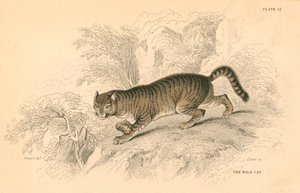 Evropská divoká kočka Felis silvestris, 1828 od Unbekannt