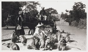 Evropanka krmící tlupu opic, Indie, c 1910 od Unbekannt