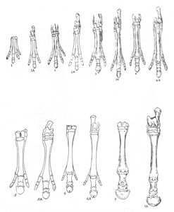 Evoluce koně, c1920 od Unbekannt