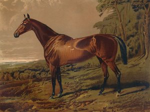 Fair Nell, c1879. od Unbekannt