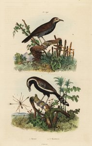 víla, Mymar pulchellum 1, mravenec jižní, Formicivora grisea 2 a mravenec černohrdlý, Myrmophylax atrothorax melanura 3 od Unbekannt