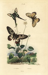Apollo falešné, Archon apollinus 1, dráč bílý, Lamproptera curius 2 a vlaštovičník jasnokřídlý, Cressida cressida 3, parnasová tráva, Parnassia palustris od Unbekannt
