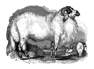 Ovce tlustoocasá ze Sýrie, 1848 od Unbekannt