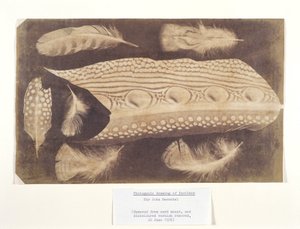 Peří, c 1840 od Unbekannt
