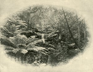 Fern Tree Gully, Tasmánie, 1901. od Unbekannt
