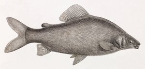 Ryby: Le Characin Nefasch od Unbekannt