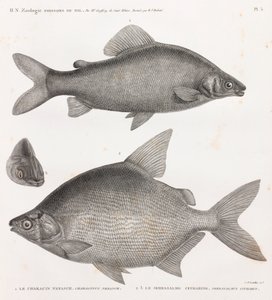Ryby: Characin Nefasch & Serrasalme Citharine od Unbekannt
