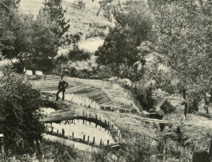 Rybníky, Ercildoune, poblíž Ballarat, 1901. od Unbekannt