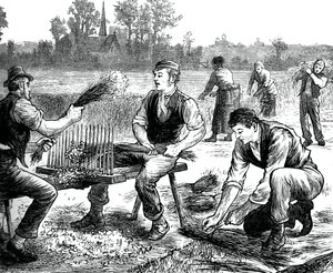 Vlnění lnu, c1880 od Unbekannt