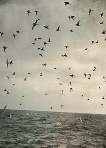 Let Antarctic Petrels, c1908, 1909. od Unbekannt