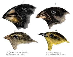 Čtyři nebo druhy pěnkav pozorované Darwinem na Galapágách od Unbekannt
