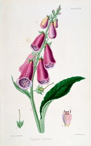 Náprstník Digitalis purpurea, 19. století. od Unbekannt