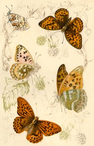 Motýli fritillary, 19. století. od Unbekannt