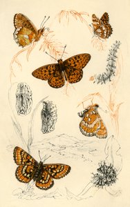 Motýli fritillary, 19. století. od Unbekannt