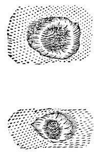Galileos kresba měsíčních kráterů, 1611, c1655 od Unbekannt
