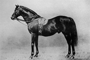 Galopin, 1872-1899, 1911 od Unbekannt