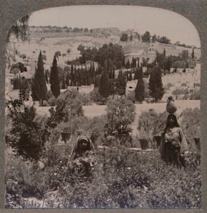 Getsemanská zahrada a Olivová hora z řeckých zahrad, c1900 od Unbekannt